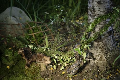 Galápagos (05266) MossVine, Real Moss Vine, 12FT, Green - size: 12 FT