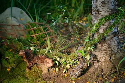 Galápagos (05266) MossVine, Real Moss Vine, 12FT, Green - size: 12 FT