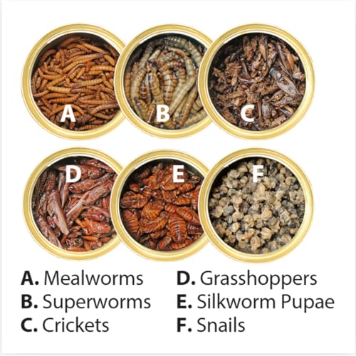 Canned Insect Assortment 6 Pack - Healthy High Protein Treat - For Hedgehogs, Sugar Gliders, Reptiles, Chickens, Lizards, Bearded Dragons, Turtles, Fish, Birds, Opossums, Skunks and other Insectivores