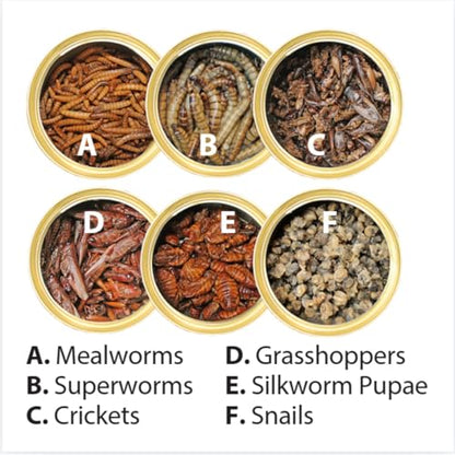 Canned Insect Assortment 6 Pack - Healthy High Protein Treat - For Hedgehogs, Sugar Gliders, Reptiles, Chickens, Lizards, Bearded Dragons, Turtles, Fish, Birds, Opossums, Skunks and other Insectivores