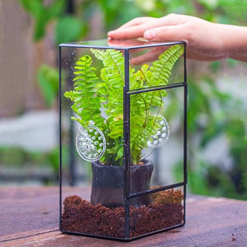 NCYP Glass Enclosure for Large Jumping Spider - 5.1" x 3.9" x 9" Front Opening Door Glass Terrarium with 3 Vent Holes, Small Snail, Insects Habitat, Black (Terrarium Only)