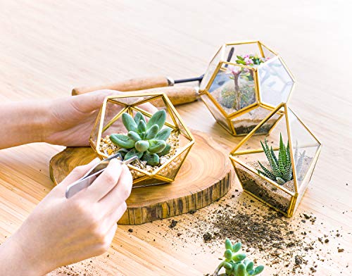 Mkono 3 Pack Geometric Glass Terrarium, 4" Gold Air Plant Holder Tabletop | Modern Centerpiece Decor, 3 Shapes Metal Frame, Fits Succulent Moss Fairy Garden Shelf Coffee Table, Plants Not Included - color: Gold