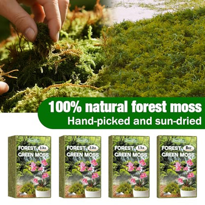 Sphagnum Moss for Repotting, Natural 3.3 lbs for Indoor Plants | For Orchids, Succulents, Potted Indoor Plants. Natural Sphagnum Retains Moisture, Improves Soil Aeration, Reduces Root Rot - size: 3.3 LB