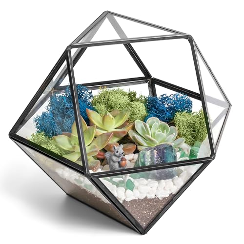 Creations by Nathalie DIY Geometric Glass Terrarium Kit with Live Plant | DIY geometric glass terrarium kit with live plant, moss, and tools for creating indoor terrarium displays with your plants. - color: Dodecahedron Black Frame
