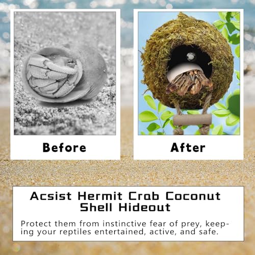Hermit Crab Moss Coconut Shell Hideout with Climb Ladder,Leopard Gecko Hide Hut with Moss and Sea Shells,Hermit Crab Climbing Tank Accessories for Crested Gecko,Reptiles