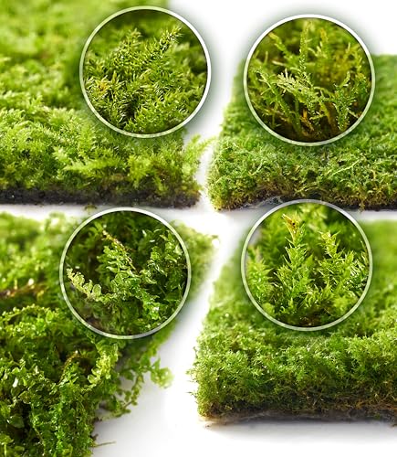 Live Moss 4-Pack for Terrariums,Potted Plants & Floral Decor | Random Varieties, Easy to Revive, Dye-Free, Mixed Green Texture, Bonsai, Potted Plants, Miniature Landscapes, Plant Displays