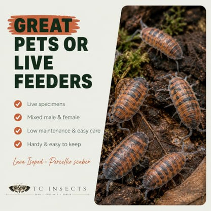 10 Porcellio scaber Lava | Live Isopods Bioactive Cleanup Crew | Live Arrival Nationwide!