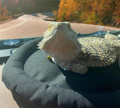 Beard Dragon Car Travel Mat Washable Reusable Sleeping Bed Adsorbed on Glass Jar Cushion for Small Pet Reptile Lizard Leopard Gecko (Black)