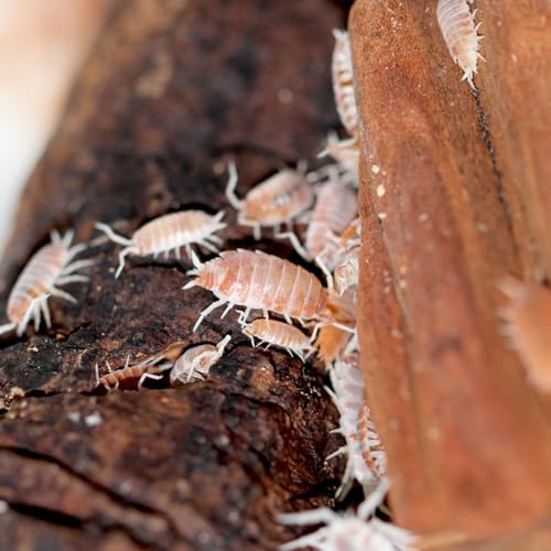 30 Powder Orange Cream Isopods | Live Cleanup Crew for Bioactive Reptile and Amphibian Habitats | Live Arrival Nationwide!