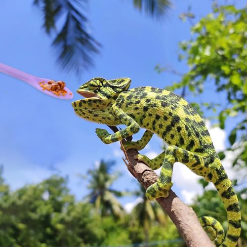 2 Pack Reptile Spoon, Crested Gecko Food Mixing Spoon Reptile Food Feeding Spoons Long Handle Fruit Mixing Stirring Feeding Tool for Dragon Gargoyle