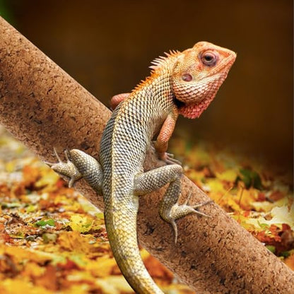 Natural Climbing Pet Cork Stick Natural Tree Frog Cork Wood Stick Branch Reptiles Climbing Branches Reptiles Use Cork Branches Climb Branches for Frogs, Snakes,Lizards, Bearded Dragons - size: 15.75"D x 1.65"W x 1.65"H