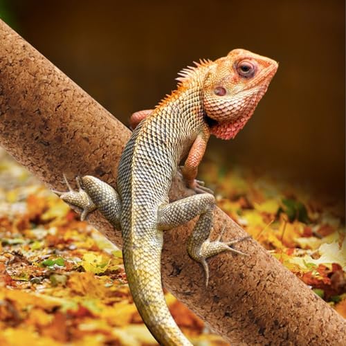 Reptiles Use Cork Branches Climb Branches,Natural Climbing Pet Cork Stick Natural Tree Frog Cork Wood Stick Branch for Reptiles Climbing Branches Frogs, Snakes, Lizards, Bearded Dragons - size: 11.81"D x 1.65"W x 1.65"H