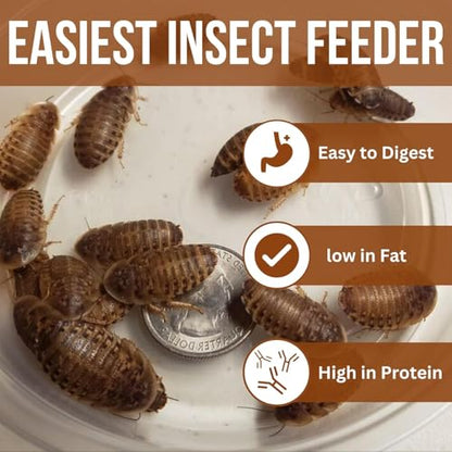 100 Extra Small Live Dubia Roaches in Container Live Reptile Food for Bearded Dragons Turtles Lizards Frogs & Toads Feeder Insects