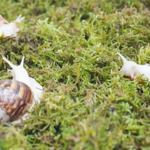 4oz Moss Substrate for Pet Snails, Terrarium Substrate Supplies for Maintaining Humidity in Snail Tanks and Habitats