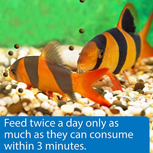 API Bottom Feeder PELLETS with Shrimp Fish Food 1.3-Ounce Container (Pack of 2) - size: 1.5 Ounce (Pack of 2), style: Bottom Feeders