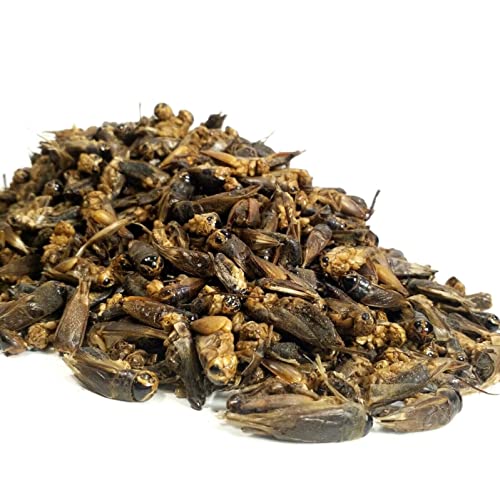 Crickets - Freeze Dried Crickets for Tropical Fish, Reptiles, Turtles, Tortoises Frogs, Hamsters, Birds, Rodents…1-lb Lg Jar - size: 1 Pound (Pack of 1)