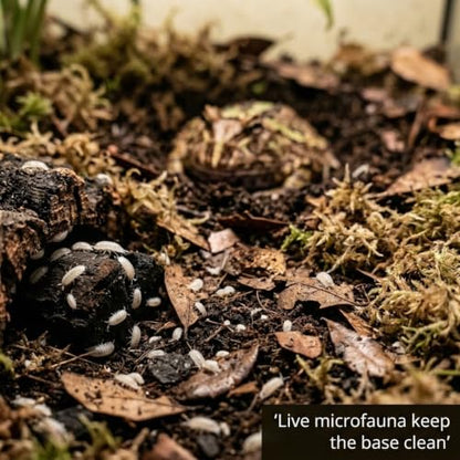 Pacman Frog Bioactive Kit - 9qt Premium Bioactive Substrate + 2qt Leaf Litter + 4qt Sphagnum + Charcoal Iso-Flats Hide + 3oz Calcium + 25 Dwarf White Isopods + 8oz Tropical Springtails