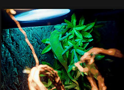 2 Pack Reptile Silk Plants with Suction Cups - Realistic Climbing Vines & Grass Leaves for Terrarium Decor, Amphibian Habitat Tank Accessories (Durable & Easy to Install)