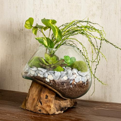 Cape Craftsmen 10" Hand-Blown Blue Tinted Bubble Glass On Natural Teak Driftwood Terrarium Kit | Home Décor Indoor Planter with Stand | Pot for Succulent and Plants - size: Medium (With Stand)