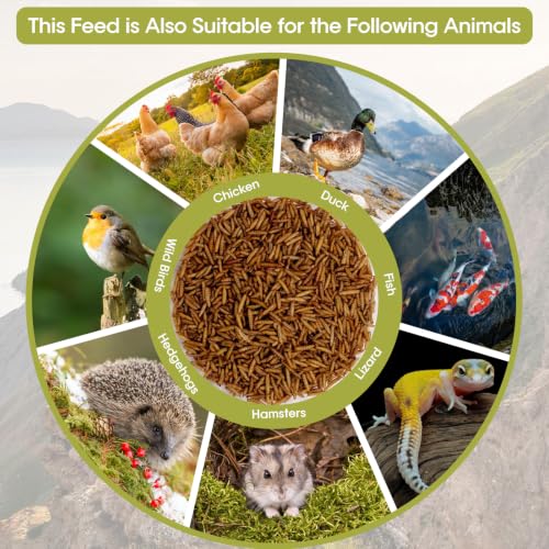 10LB Dried Black Soldier Fly Larvae for Chicken, Poultry, Wild Birds,100% Natural Non-GMO, No Additives, Treat, More Calcium Chicken Treats Than Mealworms - size: 10 Pound (Pack of 1)