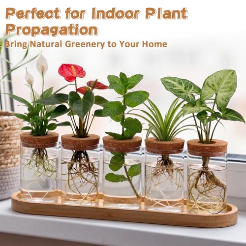 Zhehao 5 Pack Plant Propagation Station Hydroponic Glass Jar Terrarium with Cork Lids Bamboo Tray Desktop Planter for Rooting Cuttings Home Office Garden Decor