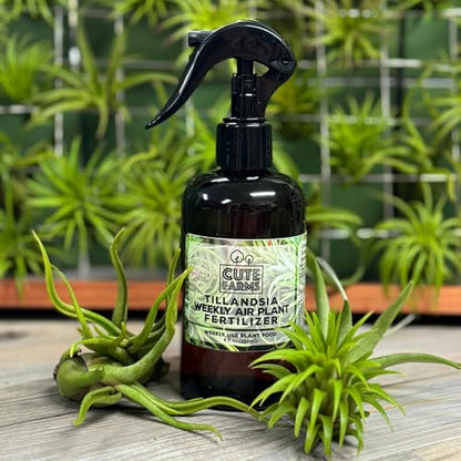 Cute Farms Tillandsia Air Plant Fertilizer | Gentle Weekly Use Formula Plant Food | Formulated Nutrients for Air Plants (8 oz Spray Bottle, 2 Pack) - size: 8 oz (2 Pack)