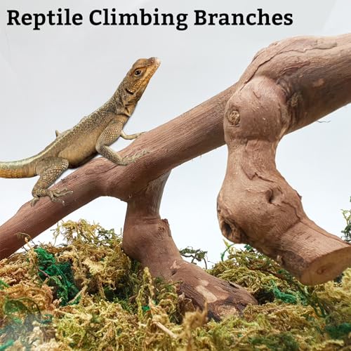 VCEPJH Snake Climbing Branch, 2Pcs Reptile Wood Natural Cork Log Tank Accessories Tree Trunk for Chameleon Bearded Dragon Gecko Snake Frog Spider - size: Grape Wood (L:13.7"-15.7"-2pcs)