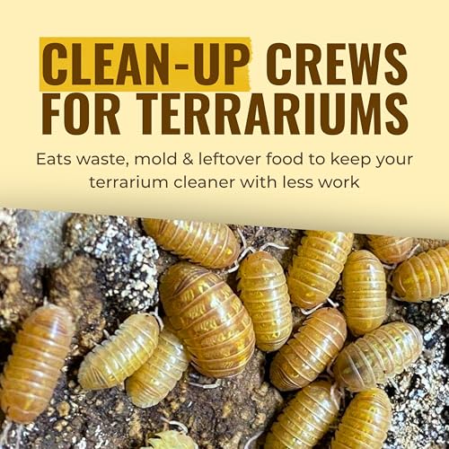 Creation Cultivated 12+ T+ Albino Armadillidium vulgare Isopods Live - Live Bugs for Bioactive Terrarium, Vivarium Clean-up Crews, and Reptile Food - Easy-Care Isopods for Terrarium
