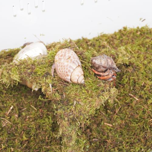 Hermit Crab Tank, Starter Cage Kit with 7 Inch Adjustable Climbing Toys and 3.5oz Substrate