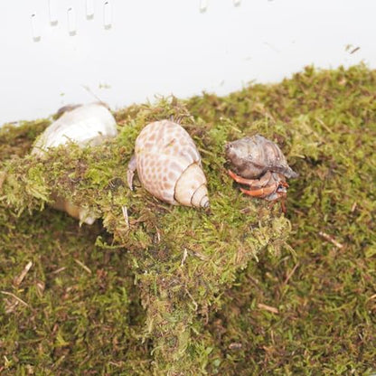 Hermit Crab Tank, Starter Cage Kit with 7 Inch Adjustable Climbing Toys and 3.5oz Substrate
