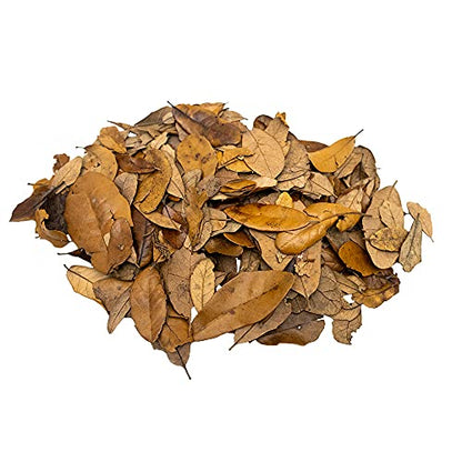 XYZReptiles Premium Live Oak Leaf Litter Isopod Substrate Terrarium Bedding (1 Gallon) - size: 1 Gallon