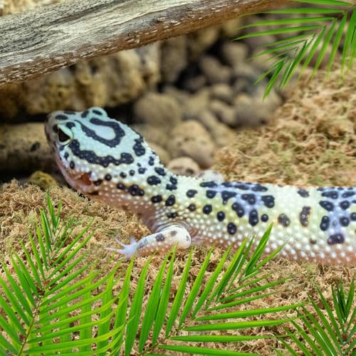 6 OZ Long Fiber Sphagnum Moss for Reptiles, 8 QT Terrarium Moss | Natural Dried Moss for Snakes Turtles Frogs Geckos Ball Pythons Bearded Dragons Lizards Tank Accessories, Moisture Retention - size: 6 OZ