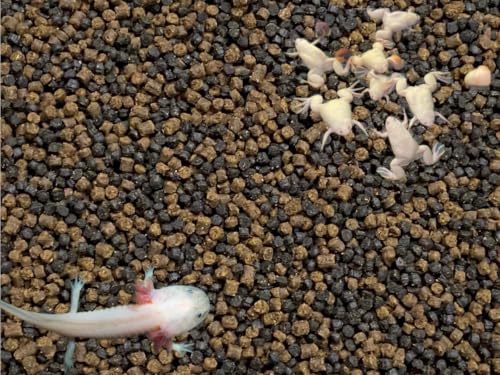 Juvenile Axolotl & Frog Soft Food Pellet Mix 2.4mm,Blackworm,Salamander,Frog,Newts,A282BW (6oz) - size: 6 Ounce (Pack of 1)