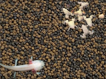Juvenile Axolotl & Frog Soft Food Pellet Mix 2.4mm,Blackworm,Salamander,Frog,Newts,A282BW (6oz) - size: 6 Ounce (Pack of 1)