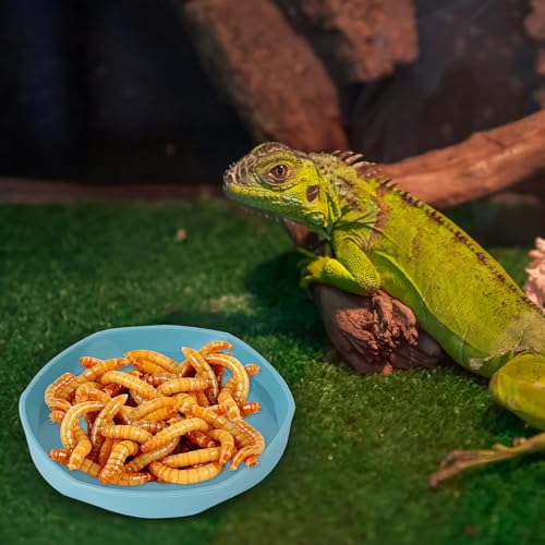 4 Pack Small Reptile Food Dish Bowl, Plastic Worm Water Dish Plate | Reptile Food Bowls for Lizard Gecko Bearded Dragon Chameleon 4" W x 4" D x 0.5" H, Blue and Yellow - color: Blue and Yellow