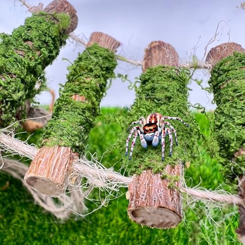Jumping Spider Rope Bridge,A Solid Wood Climbing Suspension Bridge, a Jumping Spider Enclosure Accessory, Handmade, a Spider Jump Platform, Used As a Decorative Accessory for Small Reptile Enclosures