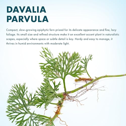 Live Jungle Plant - Davallia parvula - Moderate Care, Medium to High Light, Bright Green Accent, Vivarium or Terrarium Epiphytic Plant - Loose/Bare Root - color: Davalia Parvula, size: Loose / Bare Root