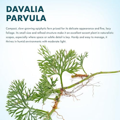 Live Jungle Plant - Davallia parvula - Moderate Care, Medium to High Light, Bright Green Accent, Vivarium or Terrarium Epiphytic Plant - Loose/Bare Root - color: Davalia Parvula, size: Loose / Bare Root