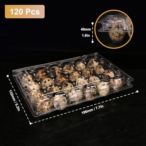 120 Pack Quail Egg Cartons - Clear Plastic Trays Hold 24 Eggs Securely, Ultimate Small Egg Holders for Bulk Storage and Display - size: 120 Pack Quail Egg Cartons 24 Grids