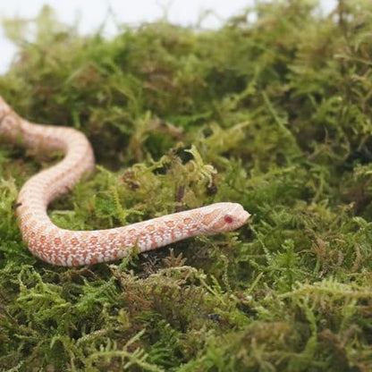 Snake Bedding 8oz Natural Moss Substrate, Humidity Control Reptile Tank Litter for Corn Snakes, Geckos & Small Reptiles, Odor Control Pet Tank Accessories