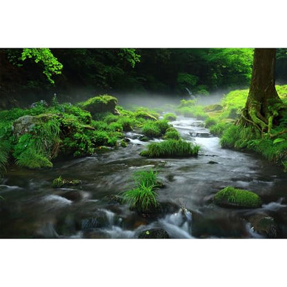 Stream Aquarium Background Aquatic Water Plants Rock Fish Tank Background Lush Green Forest Trees Terrarium Background Misty Foggy Stream Flowing Water Natural Landscape Aquarium Backdrops 24x12in - color: Foggy Green, size: 24(W)x12(H)in