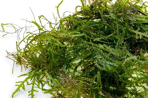 Live Aquarium Plants on Driftwood, Lava Rock, Moss, Fiber Mat - Freshwater Fish Tanks - Easy, Beginner Friendly (Peacock Moss, (Large Cup)) - color: Peacock - Large Cup, size: 1 Pack