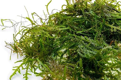 Live Aquarium Plants on Driftwood, Lava Rock, Moss, Fiber Mat - Freshwater Fish Tanks - Easy, Beginner Friendly (Peacock Moss, (Large Cup)) - color: Peacock - Large Cup, size: 1 Pack