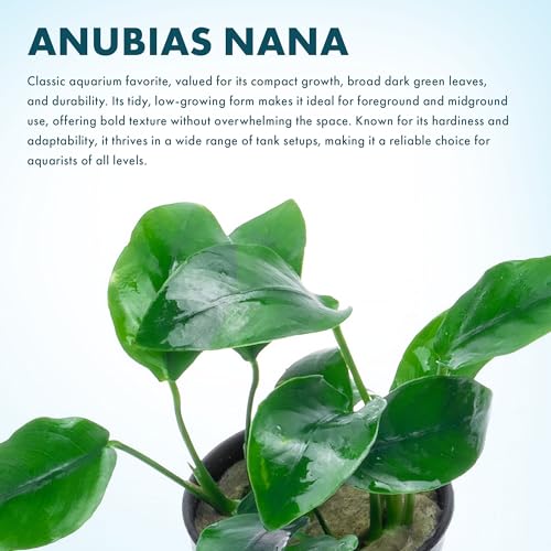 Anubias Nana Live Aquarium Plants - Potted Freshwater Plant for Fish Tanks, Terrariums - Beginner Friendly Low Light (1 Pot) - color: Nana, size: Pot