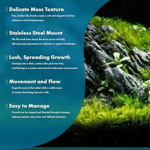 Live Aquarium Plants on Driftwood, Lava Rock, Moss, Fiber Mat - Freshwater Fish Tanks - Easy, Beginner Friendly (Fissidens Fontanus on Stainless Steel, (1 Pack)) - color: Fissidens Fontanus - Stainless Steel, size: 1 Pack