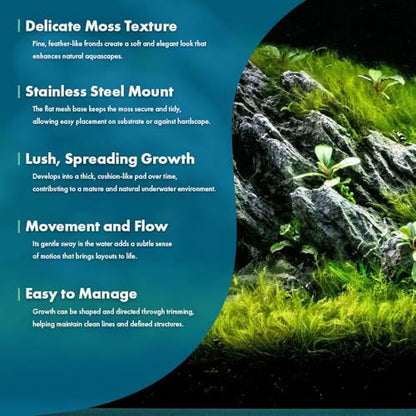 Live Aquarium Plants on Driftwood, Lava Rock, Moss, Fiber Mat - Freshwater Fish Tanks - Easy, Beginner Friendly (Fissidens Fontanus on Stainless Steel, (1 Pack)) - color: Fissidens Fontanus - Stainless Steel, size: 1 Pack