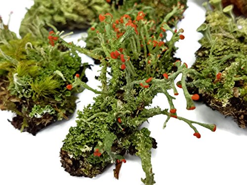 Live Lichen Assortment 4"x6" Bag for Terrariums and Fairy Gardens