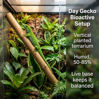 Day Gecko Bioactive Kit - 17qt Premium Bioactive Substrate + 2qt Leaf Litter + 2qt Sphagnum + Charcoal Iso-Flats Hide + 3oz Calcium + 25 Dwarf White Isopods + 8oz Tropical Springtails