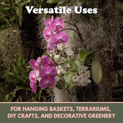 Mossify Spanish Moss, 150g 5.3Oz, Natural Dried Preserved | Plants, Indoor & Outdoor, Crafts, Terrariums, Floral Arrangements, Garden & Home Décor, Humidity Retaining - size: 150g (5.3Oz)