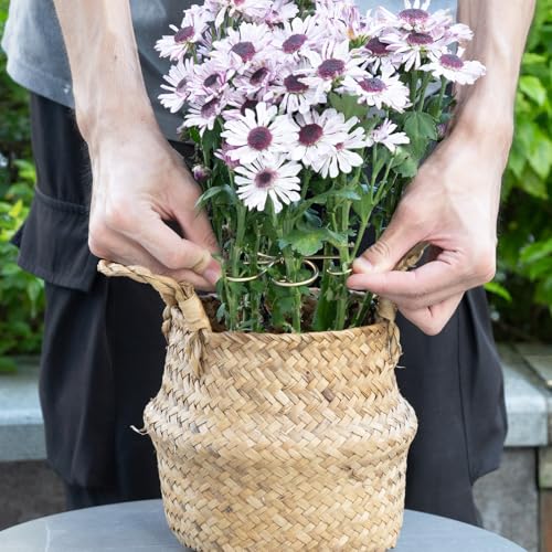 5PCS Plant Stem Support-4.1 * 4.1IN Gold Metal Stem Stabilizers | Durable Iron Grapple Holder for Monstera & Climbing Plants,Unique Design for Optimal Growth,Leaf Stabilization and Support - size: 4.1*4.1IN